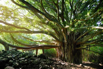 Fototapeten Branches and hanging roots of giant banyan tree growing on famous Pipiwai trail on Maui, Hawaii © MNStudio