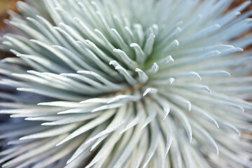 Haleakala silversword, highly endangered flowering plant endemic to the island of Maui, Hawaii