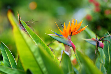 Bird of paradise tropical flower, famous plant found on island of Hawaii