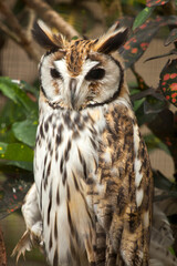 Striped owl - Pseudoscops clamator