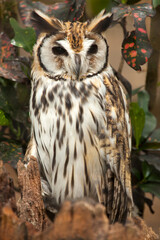 Striped owl - Pseudoscops clamator