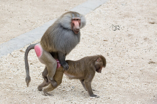 Hamadryas Baboon Papio hamadryas pavians nature relationship