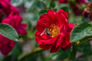 closeup of a bee on a red rose in summer garden