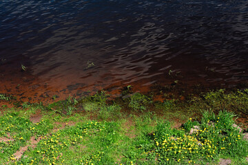 The river bank with grass and dandelions 