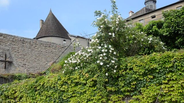 Roses blanches sous un rempart m&eacute;di&eacute;val &agrave; Autun en Bourgogne