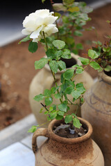 White rose in clay pot