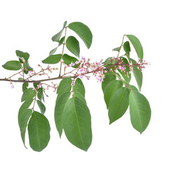 Leaves Star fruit isolated on white background