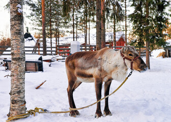 Reindeer without horns in farm at winter Lapland Finland