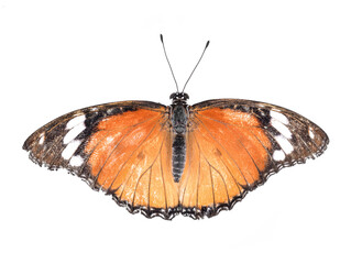 Fototapeta na wymiar Orange butterfly isolated on white background