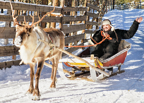 Man while reindeer sled ride in winter Rovaniemi