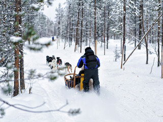 Family riding husky dogs sled in Finnish Lapland