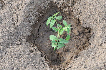 One seedling of tomato in the greenhouse the view from the top closeup