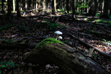 Yellow nodule mushroom Family