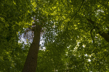 Tree tops