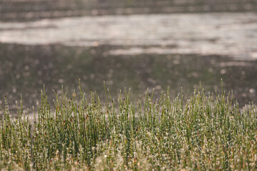 pond reeds with morning dew