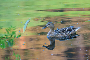 mallard duck and water reflections