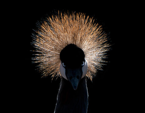 grulla
