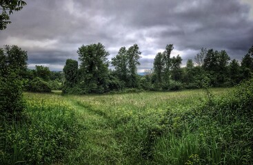 Lush Green Wilderness