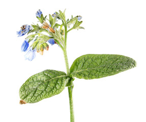 Russian comfrey (Symphytum uplandicum) isolated on white background. Medicinal plant