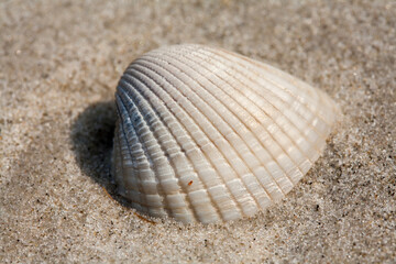 Small shell on beach sand