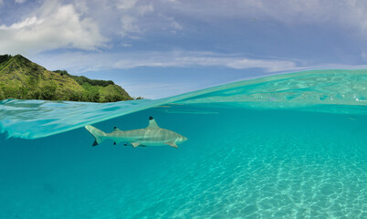 Moorea - Haapiti (Polynésie Française)  : requin pointe noire nageant dans le lagon...