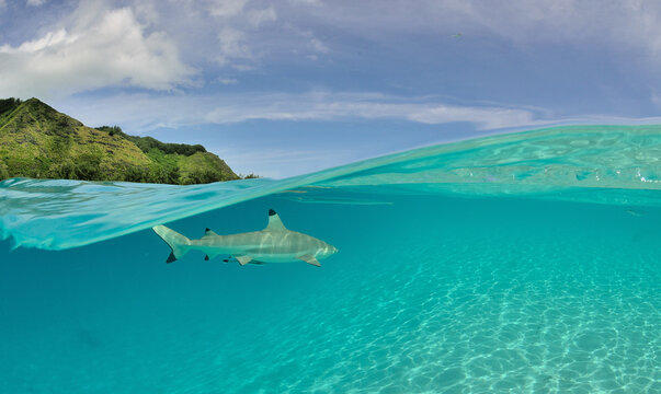 Moorea - Haapiti (Polyn&eacute;sie Fran&ccedil;aise)  : requin pointe noire nageant dans le lagon...