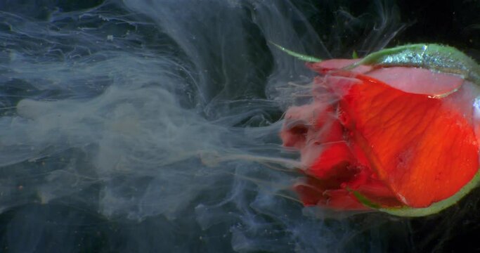 Beautiful red rose in water, gives aroma, in red paint pouring. 4K. Macro. Close up.
