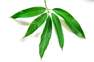 mango leaves  on white background.