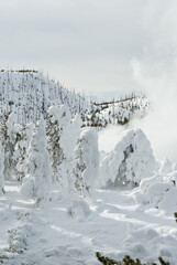 Fototapeta na wymiar Winter, Snowy Landscape, Yellowstone NP