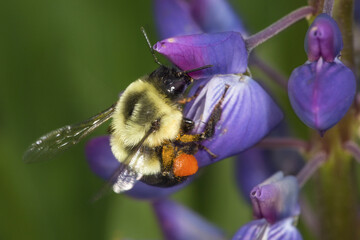 Bumblebee with orange pollen baskets visiting a lupine flower, Connecticut.