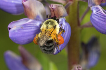 Bumblebee with orange pollen baskets visiting a lupine flower, Connecticut.