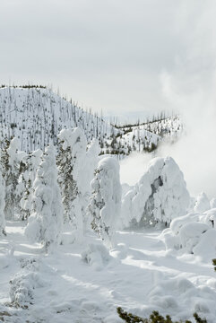 Winter, Snowy Landscape, Yellowstone NP