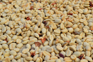 Hawaï- big island KONA  : grains de café vert séchant au soleil.