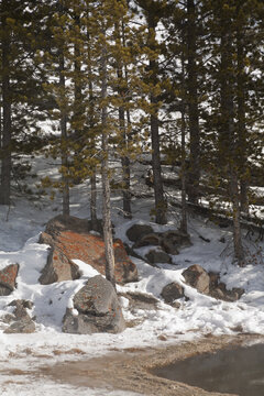 Hot Spring, Winter, Yellowstone NP
