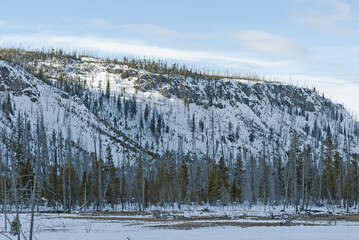 Natural Reseeding after Fire, Black Sand Basin, Winter, Yellowstone NP