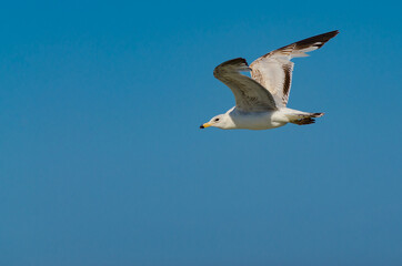 Seagull in flight against a blue sky