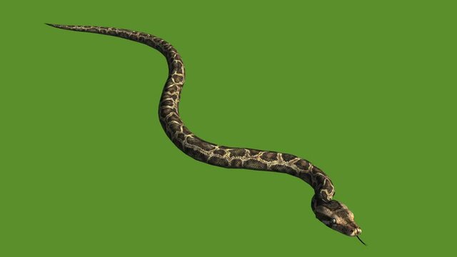 Snake & jungle carpet python crawling swimming,sliding decorative non venomous,wild animal herpetology background. 
