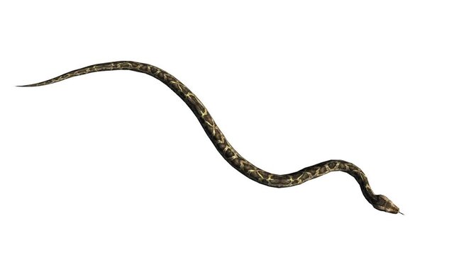 Snake & jungle carpet python crawling swimming,sliding decorative non venomous,wild animal herpetology background. 