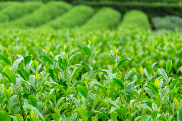 Fresh green Tea plantation