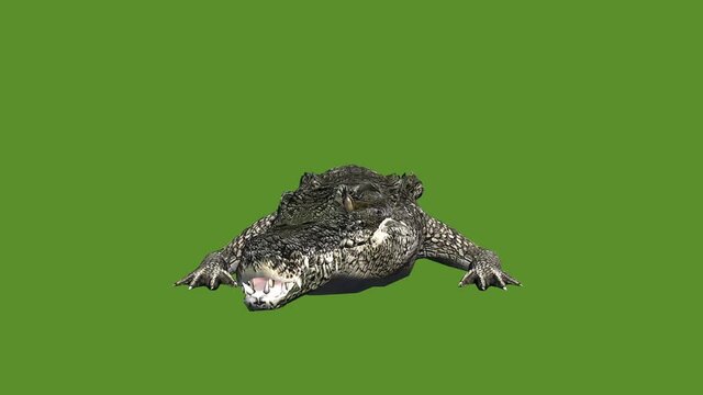 Crocodile open mouth attack hunting,Dangerous animals.
