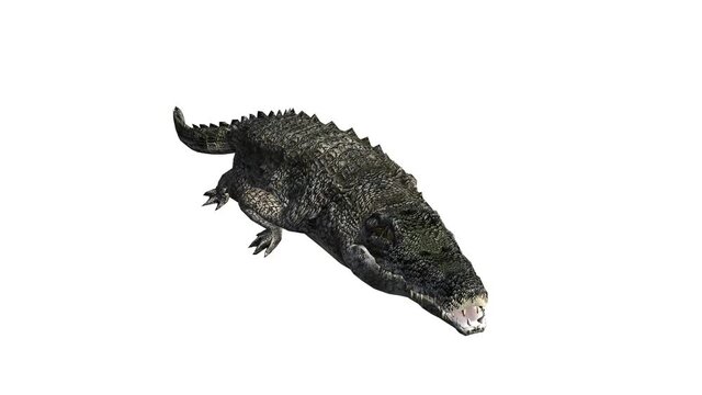 Crocodile open mouth attack hunting wallow,Dangerous animals turn over rolling.