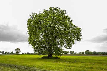 Field, tree and cloudy sky