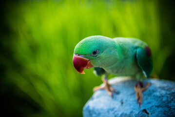 Parrot, lovely bird, animal and pet