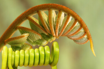 The soft focus treetop of Peltophorum dasyrrhachis,Caesalpiniaceae,Leguminosae, plant tree, green leaf with spiral vine of ivy Gourd,Coccinia grandis,foreground.