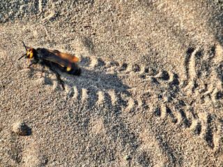 bee on sand