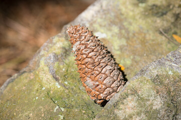 Obraz premium pine cone