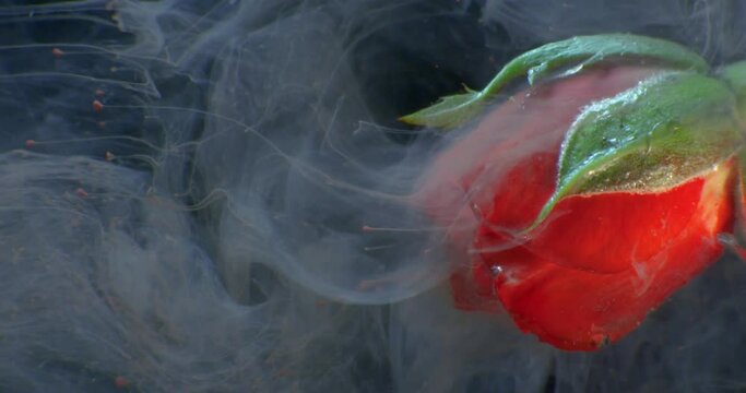 Beautiful red rose in water, gives aroma, in red paint pouring. 4K. Macro. Close up.
