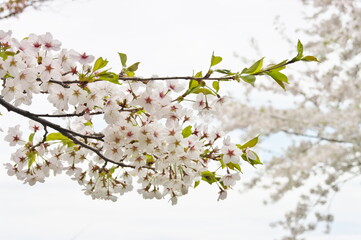 東明公園の桜