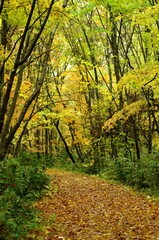 野幌森林公園の秋