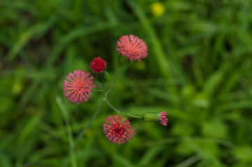 small flowers of among the color of the lion rose